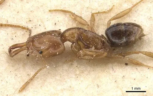 Anochetus katonae specimen CASENT0915160 image casent0915160_3