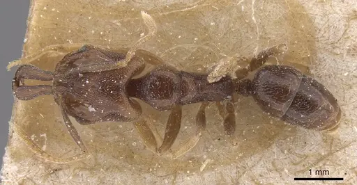 Anochetus katonae specimen CASENT0915161 image casent0915161_1