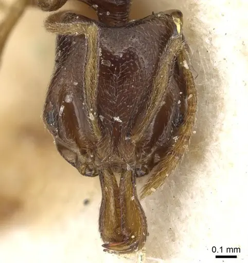 Anochetus katonae specimen CASENT0915495 image casent0915495_2