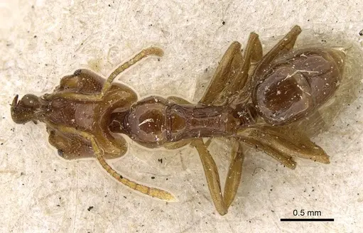 Anochetus katonae specimen CASENT0922243 image casent0922243_1
