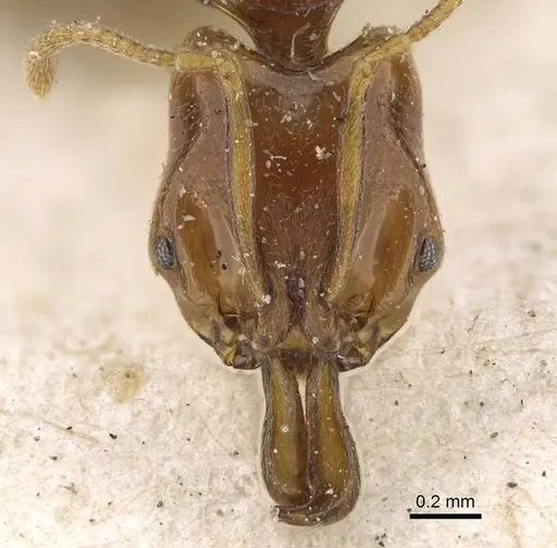 Anochetus katonae specimen CASENT0922243 image casent0922243_2