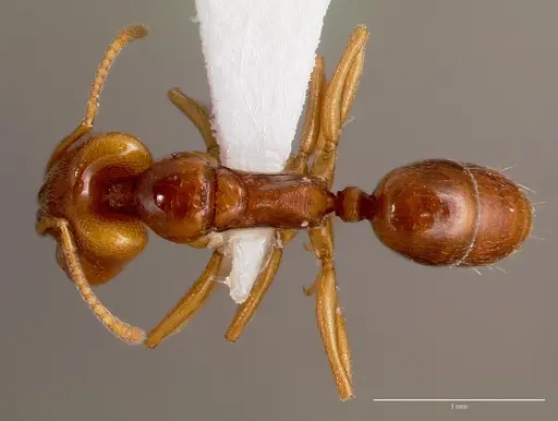 Anochetus katonae specimen SAM-HYM-C008608A image sam-hym-c008608a_1