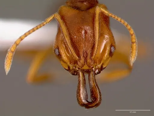 Anochetus katonae specimen SAM-HYM-C008608A image sam-hym-c008608a_2