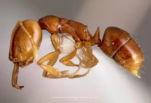 Anochetus katonae specimen SAM-HYM-C008608A image sam-hym-c008608a_3