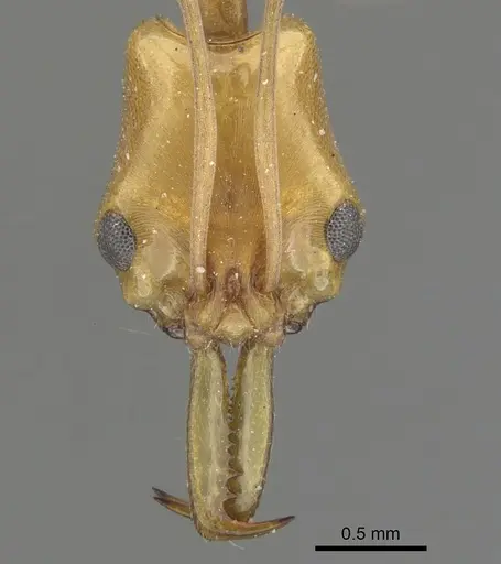 Anochetus kempfi specimen CASENT0902430 image casent0902430_2