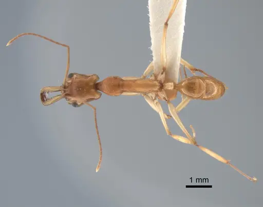Anochetus kempfi specimen LACMENT542503 image lacment542503_1
