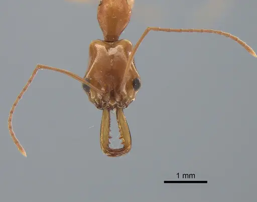 Anochetus kempfi specimen LACMENT542503 image lacment542503_2