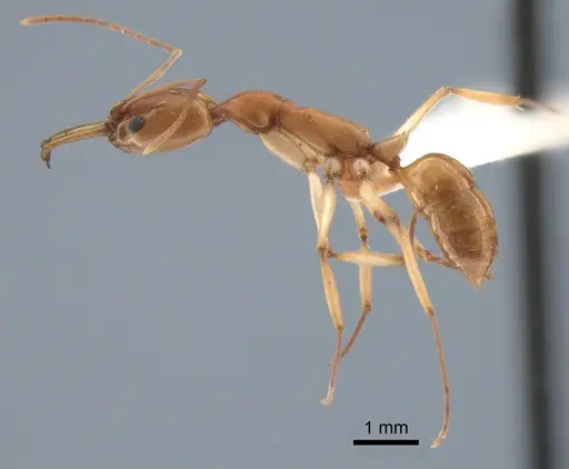 Anochetus kempfi specimen LACMENT542503 image lacment542503_3