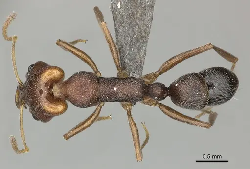 Anochetus levaillanti specimen CASENT0235826 image casent0235826_1