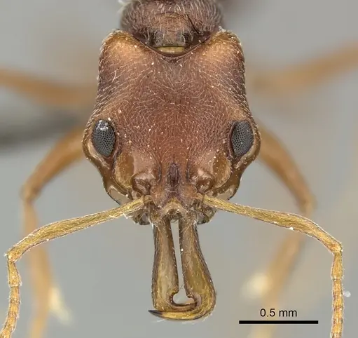 Anochetus levaillanti specimen CASENT0235826 image casent0235826_2