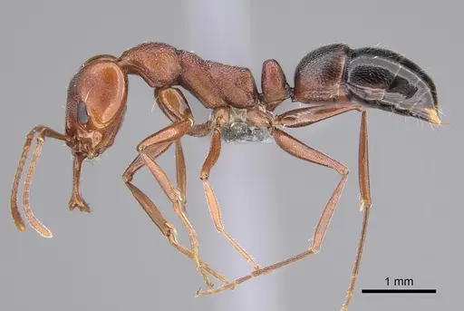Anochetus levaillanti specimen CASENT0818927 image casent0818927_1