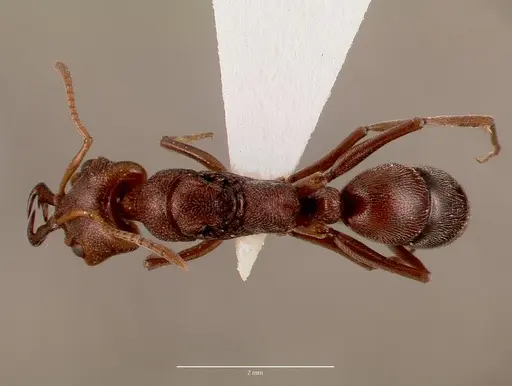 Anochetus levaillanti specimen SAM-HYM-C007432A image sam-hym-c007432a_1