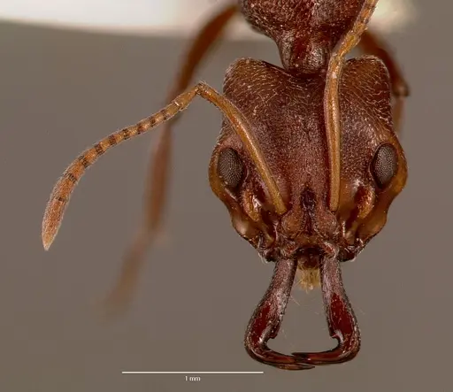 Anochetus levaillanti specimen SAM-HYM-C007432A image sam-hym-c007432a_2