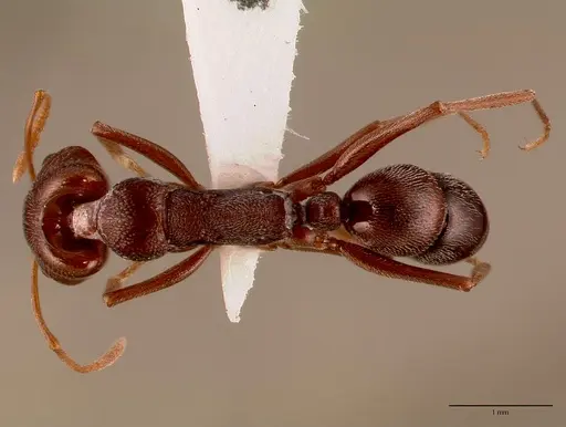 Anochetus levaillanti specimen SAM-HYM-C010862B image sam-hym-c010862b_1