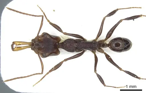 Anochetus leyticus specimen CASENT0915890 image casent0915890_1