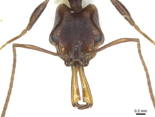 Anochetus leyticus specimen CASENT0915890 image casent0915890_2