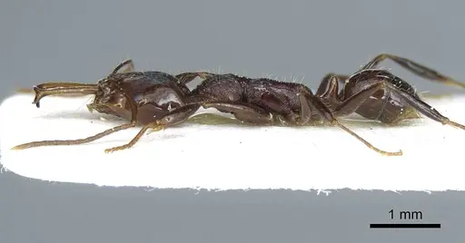 Anochetus leyticus specimen CASENT0915890 image casent0915890_3