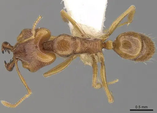 Anochetus longifossatus specimen CASENT0281880 image casent0281880_1