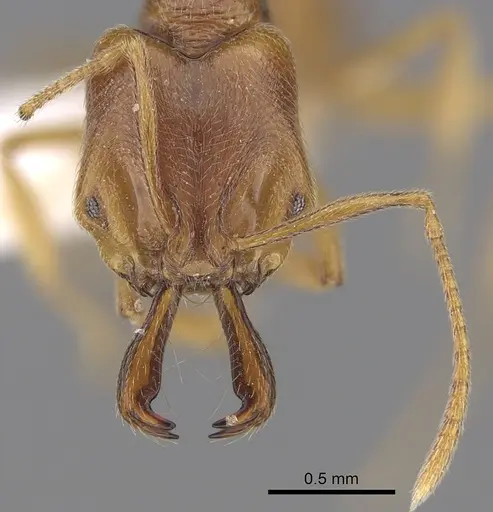 Anochetus longifossatus specimen CASENT0281880 image casent0281880_2