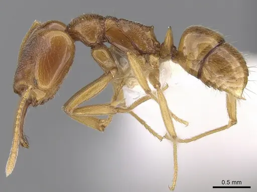 Anochetus longifossatus specimen CASENT0281880 image casent0281880_3
