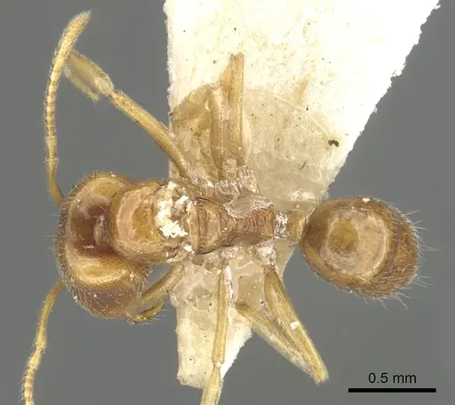 Anochetus longifossatus specimen CASENT0902444 image casent0902444_1