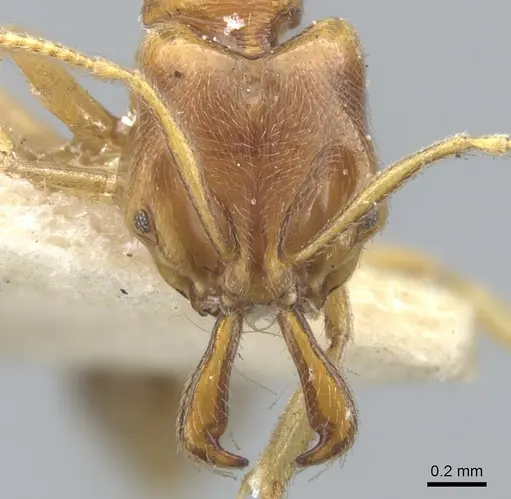 Anochetus longifossatus specimen CASENT0902444 image casent0902444_2
