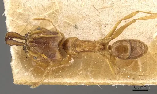 Anochetus longifossatus specimen CASENT0907405 image casent0907405_1