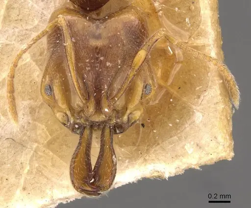 Anochetus longifossatus specimen CASENT0907405 image casent0907405_2