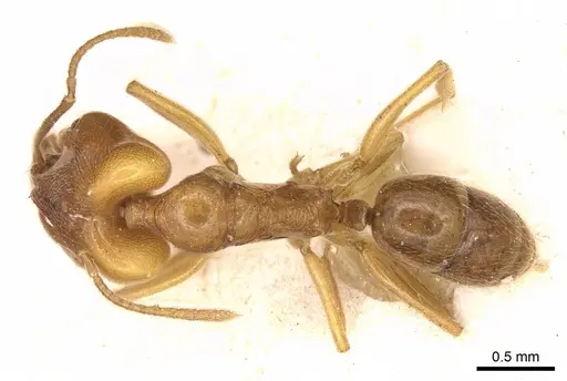 Anochetus longifossatus specimen CASENT0915889 image casent0915889_1