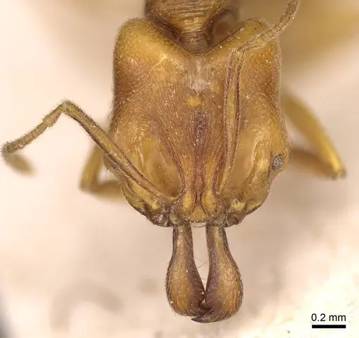 Anochetus longifossatus specimen CASENT0915889 image casent0915889_2