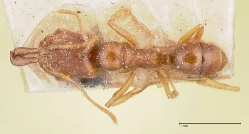 Anochetus longifossatus specimen FOCOL1044 image focol1044_1
