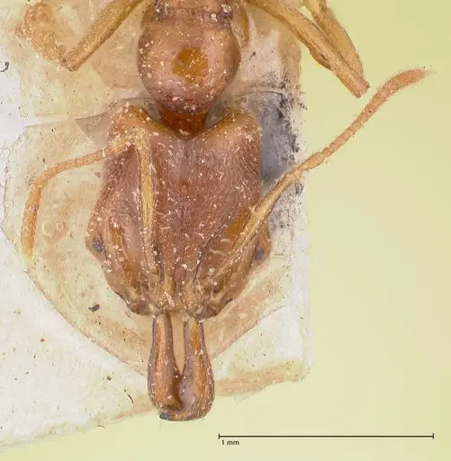 Anochetus longifossatus specimen FOCOL1044 image focol1044_2