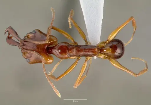 Anochetus madagascarensis specimen CASENT0005966 image casent0005966_1