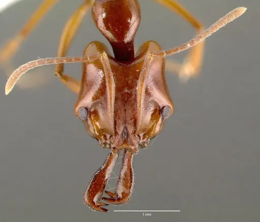 Anochetus madagascarensis specimen CASENT0005966 image casent0005966_2