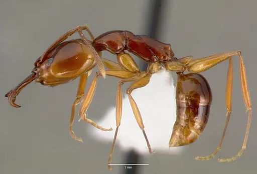 Anochetus madagascarensis specimen CASENT0005966 image casent0005966_3