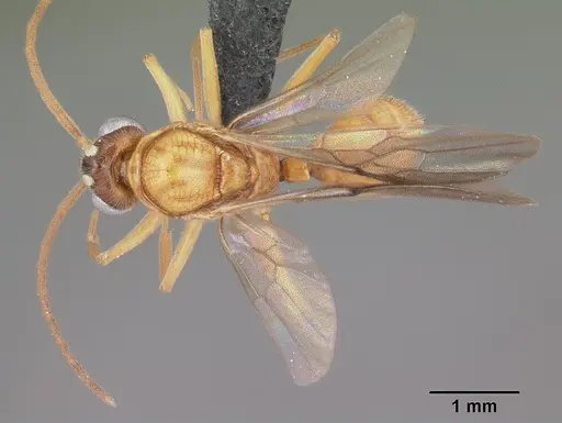 Anochetus madagascarensis specimen CASENT0049282 image casent0049282_1