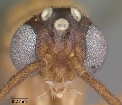 Anochetus madagascarensis specimen CASENT0049282 image casent0049282_2