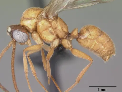 Anochetus madagascarensis specimen CASENT0049282 image casent0049282_3