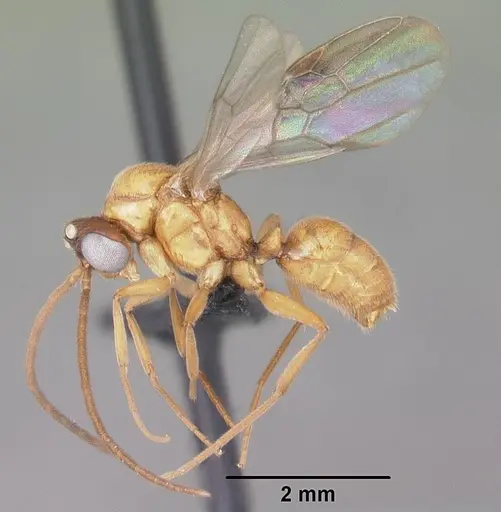 Anochetus madagascarensis specimen CASENT0049282 image casent0049282_4
