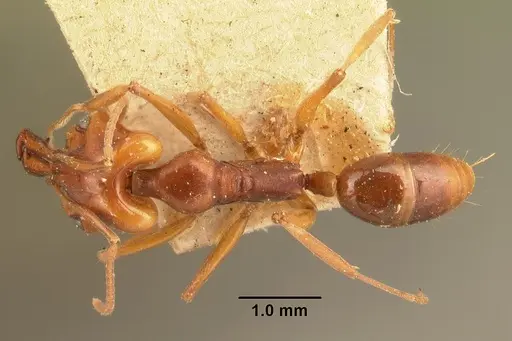 Anochetus madagascarensis specimen CASENT0101574 image casent0101574_1