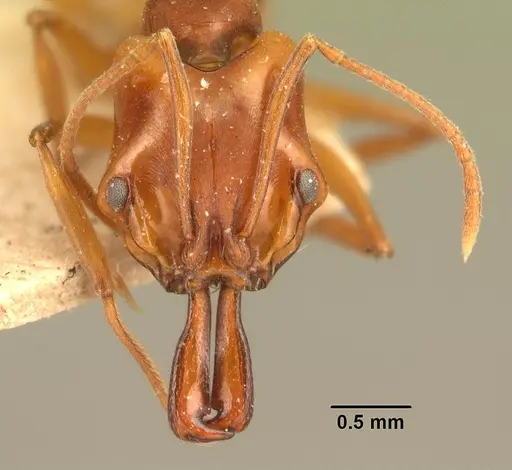 Anochetus madagascarensis specimen CASENT0101574 image casent0101574_2