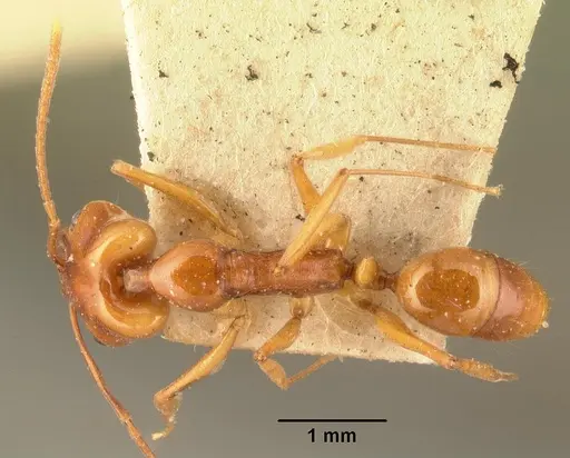 Anochetus madagascarensis specimen CASENT0101579 image casent0101579_1