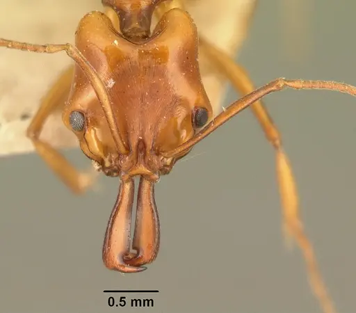 Anochetus madagascarensis specimen CASENT0101579 image casent0101579_2