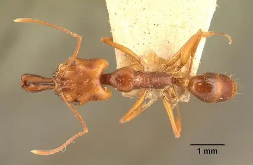 Anochetus madagascarensis specimen CASENT0101587 image casent0101587_1