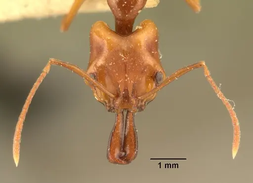 Anochetus madagascarensis specimen CASENT0101587 image casent0101587_2