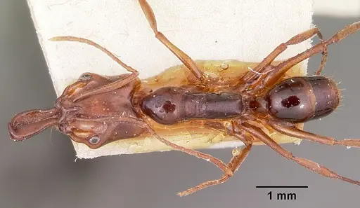 Anochetus madagascarensis specimen CASENT0101609 image casent0101609_1