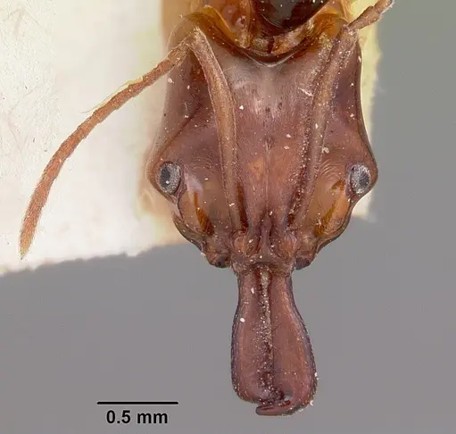 Anochetus madagascarensis specimen CASENT0101609 image casent0101609_2