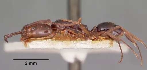 Anochetus madagascarensis specimen CASENT0101609 image casent0101609_3