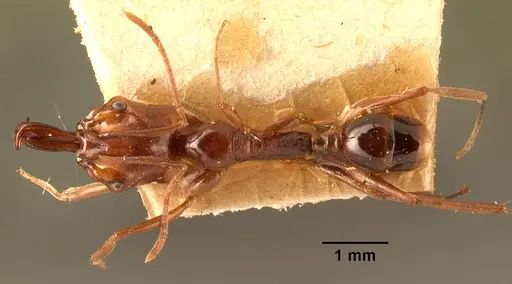 Anochetus madagascarensis specimen CASENT0101651 image casent0101651_1
