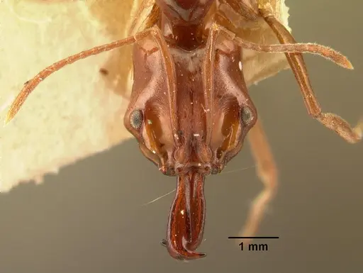 Anochetus madagascarensis specimen CASENT0101651 image casent0101651_2